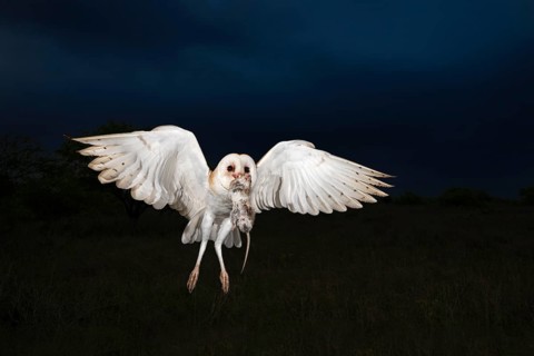 Western Barn Owl (Tyto alba) flying with prey in its beak, Texas, USA