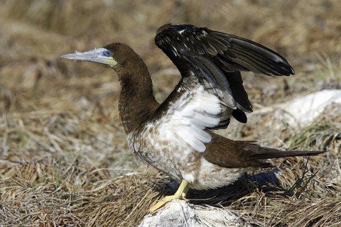 Brown Booby Sula leucogaster Las Marietas Islands, Bahia de Banderas, Jalisco, Mexico 1 April