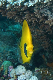 Maskarill masked butterflyfish (Chaetodon semilarvatus)