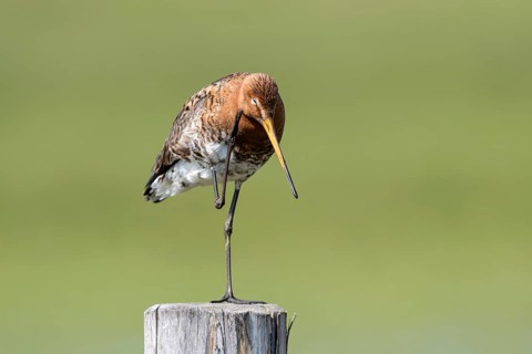 Black-tailed godwit (Limosa limosa), preening itself, plumage care, Ochsenmoor, Dümmer, Lemförde,