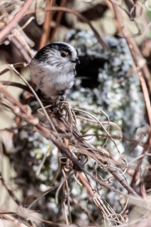 Long-tailed Tit (Aegithalos caudatus) at the nest, North Rhine-Westphalia, Germany