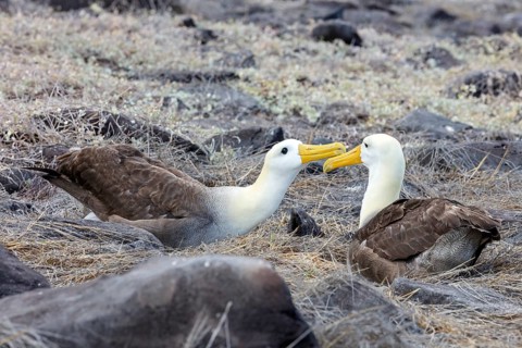 Galapagos albatross (Phoebastria irrorata), Galapagos, Ecuador