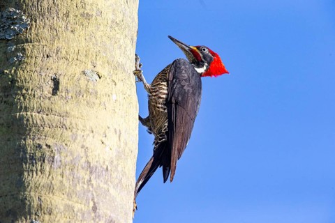 Lineated woodpecker (Dryocopus lineatus) Pantanal Brazil