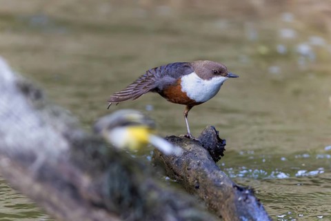 White-throated Dipper (Cinclus cinclus) grooming its feathers, Inzigkofen, Upper Danube nature park
