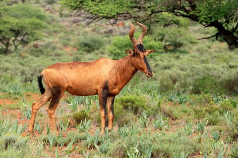 Red hartebeest (Alcelaphus buselaphus caama), Kaama, adult, alert, foraging, Mokala National Park,