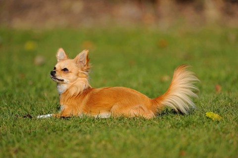 An attentive Chihuahua lies on a green meadow in the sunshine, Chihuahua, Longhair