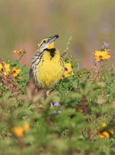Eastern Meadowlark (Sturnella magna) with insect in beak, Texas, USA