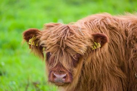 Portrait of a Highland calf (Bos primigenius taurus)
