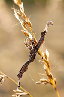A withered branch with a dry blade of grass bathed in golden light, a ghost mantis in a meadow near