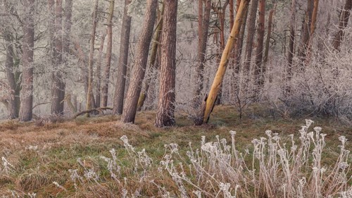 View of frozen grasses in front of a spruce forest frozen with hoar frost