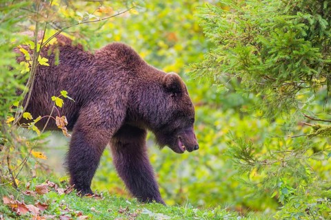 A young male Eurasian brown bear (Ursus arctos arctos) stands on a meadow between bushes