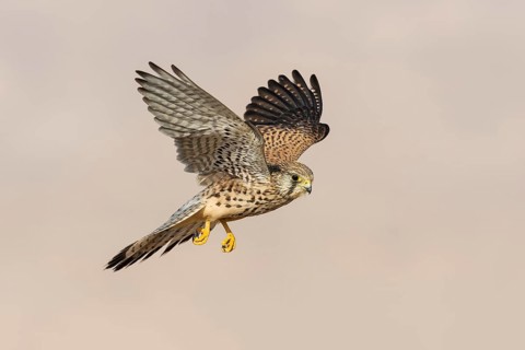 Common Kestrel (Falco tinnunculus) female flying, Eilat, Israel