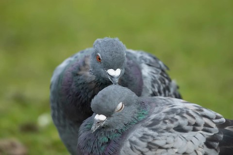 Feral pigeon (Columba livia domestica) two adult dove birds performing their courtship love