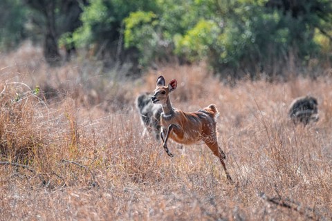 Bushbuck (Tragelaphus scriptus) jumping, flight behaviour, Kruger National Park, South Africa