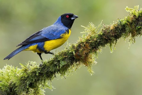 Hooded Mountain-Tanager (Buthraupis montana) perched on a branch in Colombia, South America