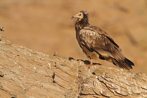 Egyptian Vulture (Neophron percnopterus), Rhodopen, Bulgarien