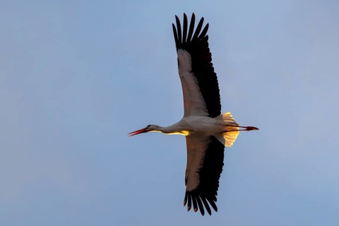 White stork, Rapperswil, Switzerland