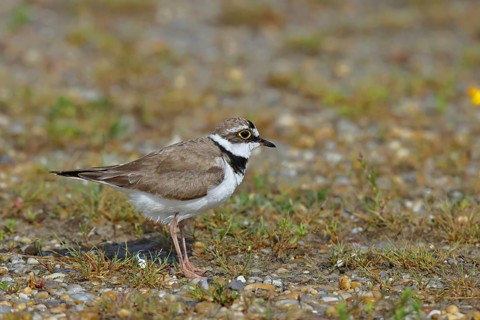 Little Ringed Plover (Charadrius dubius) adult bird standing on the lakeshore, Lake Neusiedl