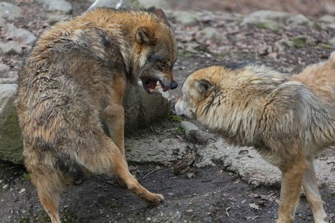 Social behaviour between two adult eurasian gray wolves (Canis lupus lupus), showing hierarchy