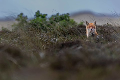 By luck, this red fox (Vulpes vulpes) tells me the location of the fox den with cubs and already at