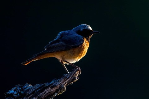 Common Redstart (Phoenicurus phoenicurus) male, Andalusia, Spain