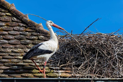 White stork (Ciconia ciconia) building a nest on the roof of a house, Affenberg, Salem, Lake