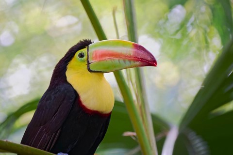 Fishing toucan (Ramphastos sulfuratus) Costa Rica