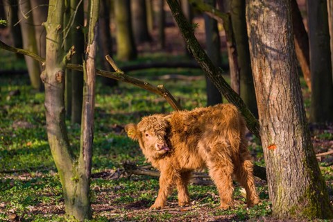 One Highland calf (Bos primigenius) taurus) stands in a forest