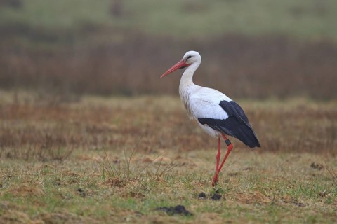 White Stork (Ciconia ciconia) male, North Rhine-Westphalia, Germany