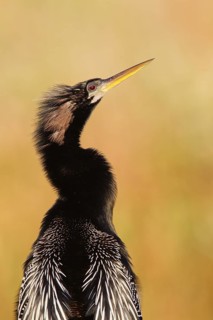Anhinga (Anhinga anhinga), Florida, USA