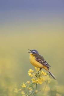 Western Yellow Wagtail (Motacilla flava) male singing, Rhineland-Palatinate, Germany