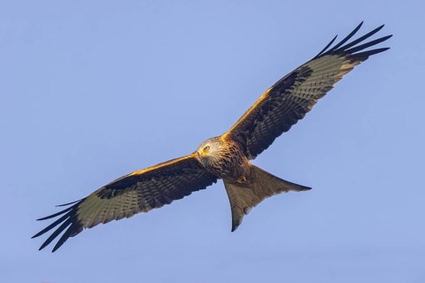 Red Kite (Milvus milvus) flying, North Rhine-Westphalia, Germany