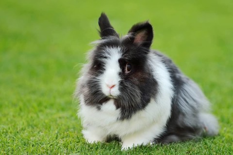 Lionhead rabbit (Oryctolagus cuniculus forma domestica) in a meadow, North Rhine-Westphalia,