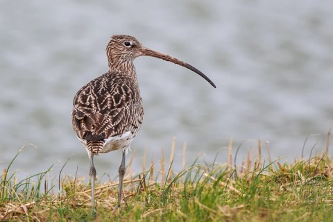 Eurasian Curlew (Numenius arquata), Netherlands