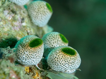 Small, spherical sea squirts with green interiors, Green Urn Sea Squirt (Didemnum molle), in the