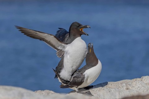 Razorbill (Alca torda), pair, copulation, Hornoya, Varangerfjord, Norway