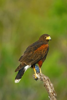 Harris' Hawk Parabuteo unicinctus Edinburg, Texas, United States 31 March Adult Accipitridae