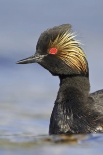 Black-necked Grebe (Podiceps nigricollis), British Columbia, Canada