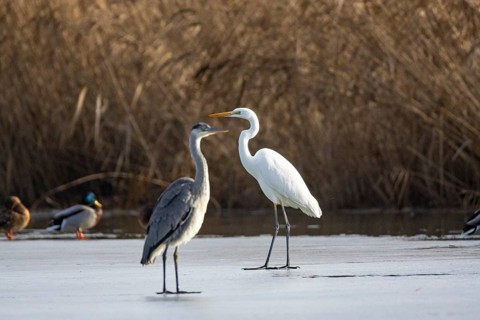 Grey Heron (Ardea cinerea) and Great White Egret Germany