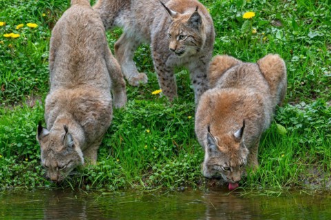 Three Eurasian lynxes (Lynx lynx) adult with two juveniles drinking water from pond in forest.