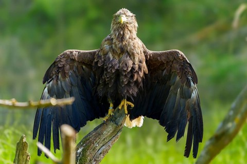 Eagle perched majestically with wings spread on a trunk, white-tailed eagle (Haliaeetus albicilla),
