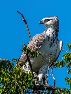 Martial eagle (Polemaetus bellicosus) juvenile, Africa, Kenya, Masai Mara, Masai Mara