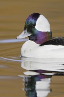 Bufflehead (Bucephala albeola) male, British Columbia, Canada