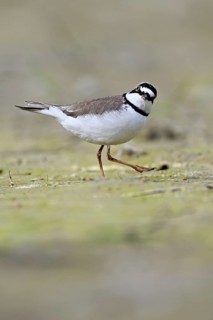 Little Ringed Plover (Charadrius dubius), standing in silt, Aue nature reserve, Reussegg, Sins,