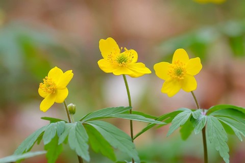 Yellow Anemone (Anemone ranunculoides) Three flowers, Holzbachschlucht, Rhineland-Palatinate,