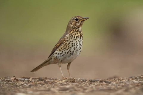Song thrush (Turdus philomelos) adult bird on a woodland floor, Suffolk, England, United Kingdom