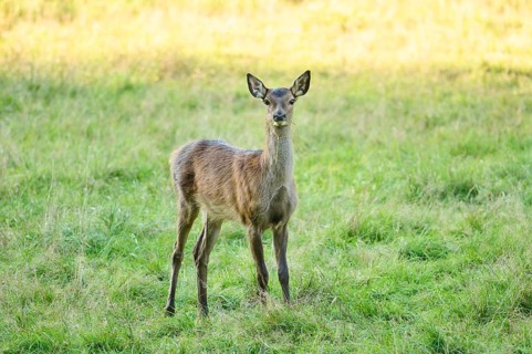 Red deer (Cervus elaphus) hind standing on a meadow, Bavaria, Germany