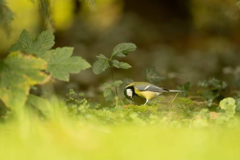 Great tit (Parus major) looking for food in the meadow, looking down, standing on moss, profile