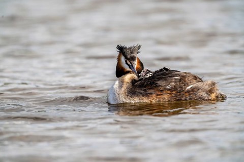 Great Crested Grebe (Podiceps scalloped ribbonfish), with chicks on its back, Vulkaneifel,