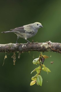 Palm Tanager (Thraupis palmarum), Costa Rica